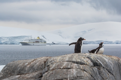 Lebenstraum Antarktis - Intensiv erleben