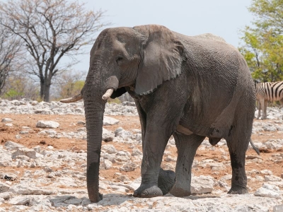 Namibia Botswana Simbabwe | Die große Afrika-Expedition