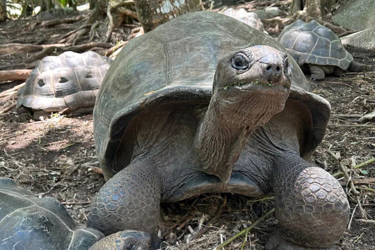 Schildkröte