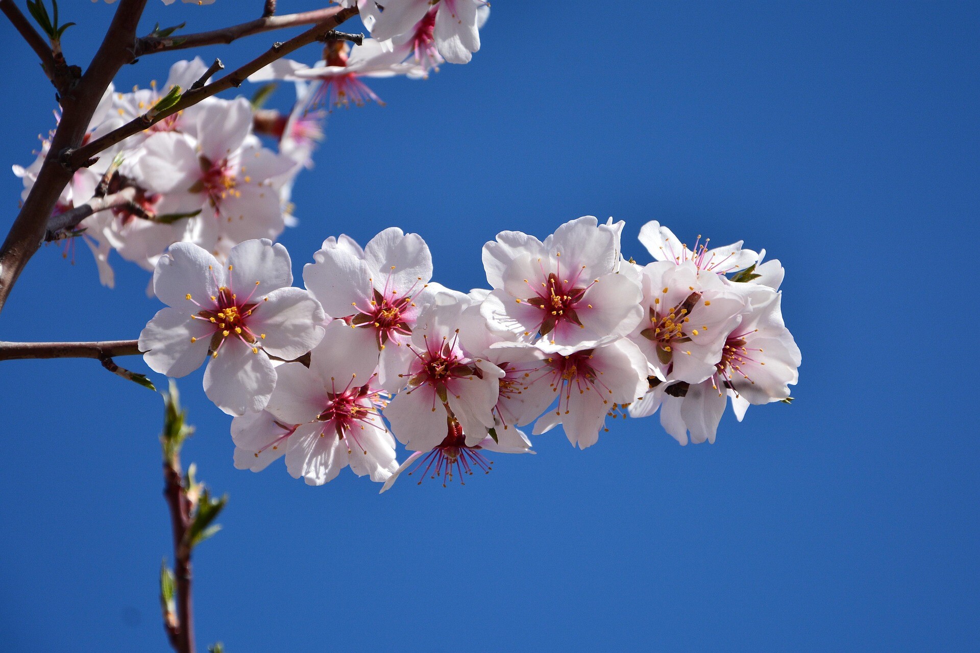 kareni-spring-5022762_1920.jpg
