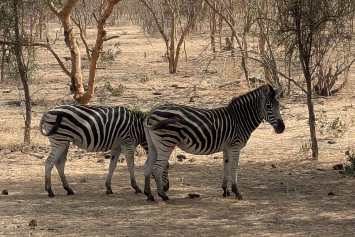 Zebras