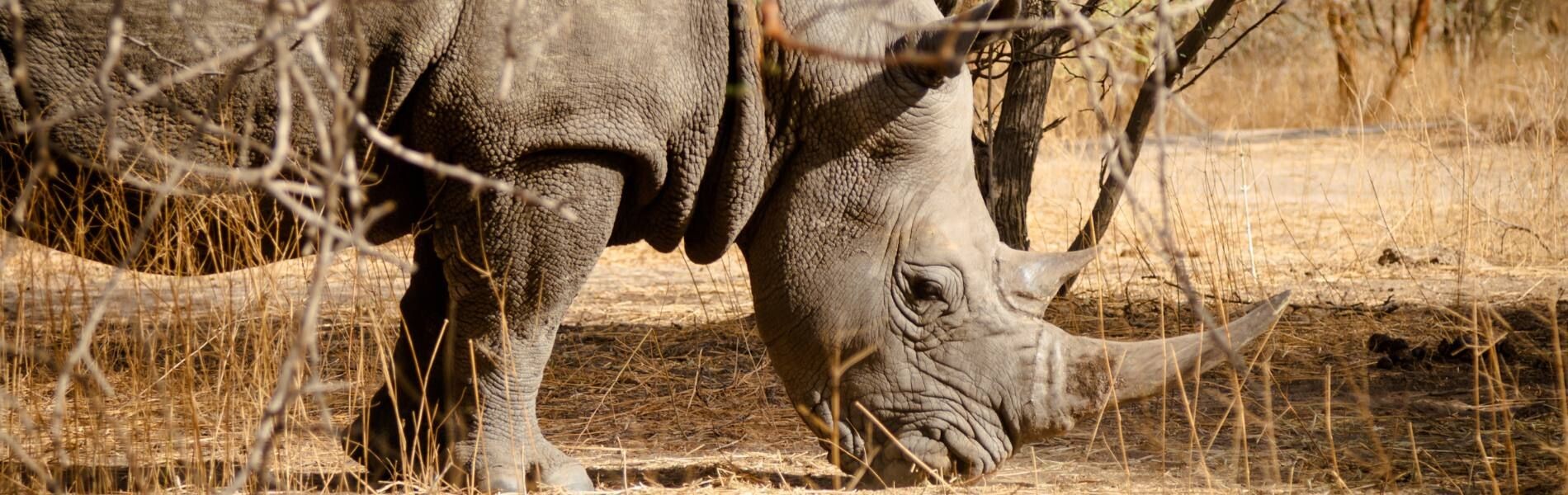 Nashorn