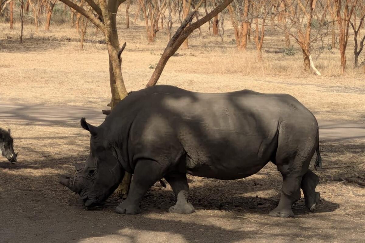 Nashorn