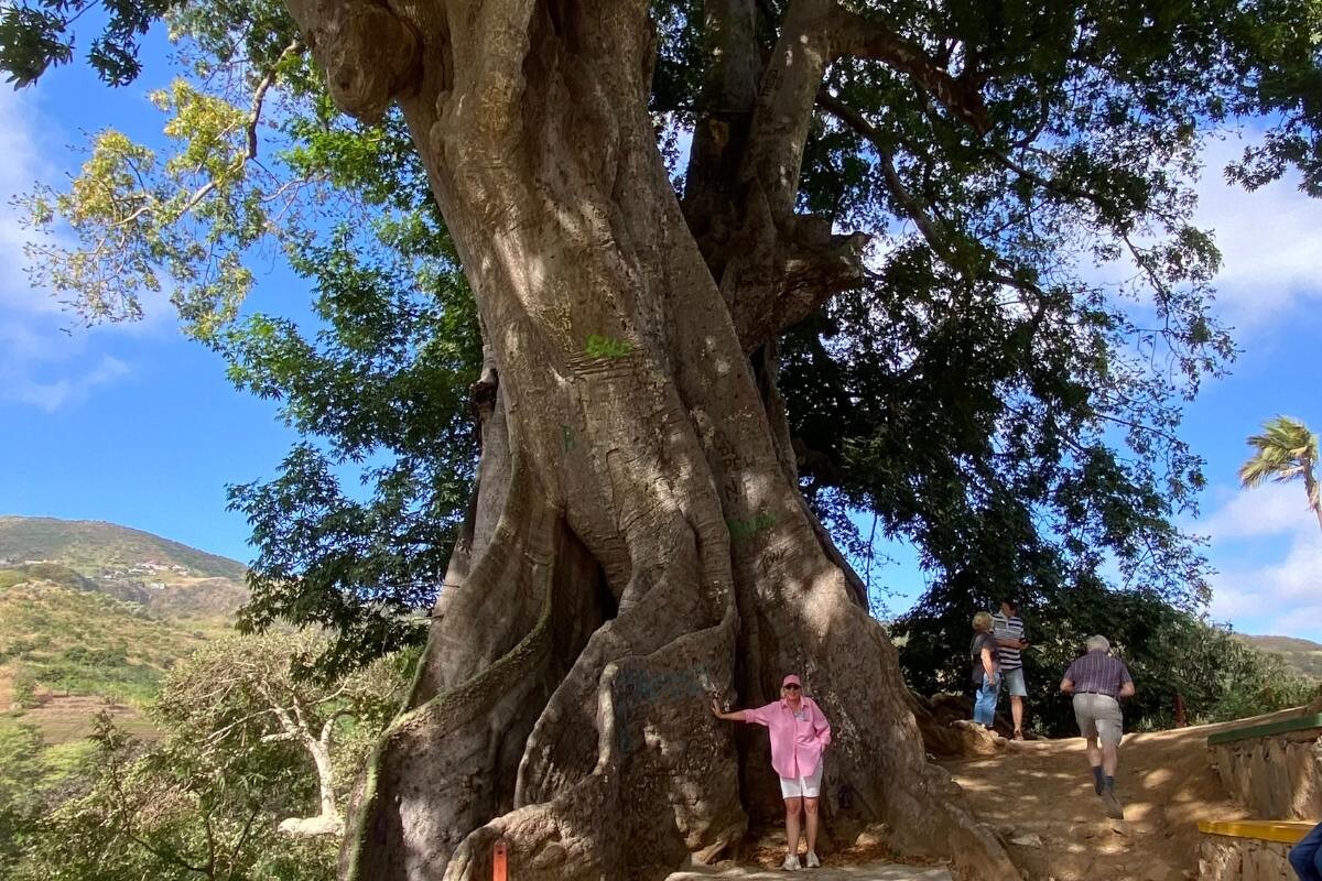 Der ältesten Baum auf Santiago (ca. 800 Jahre alt)