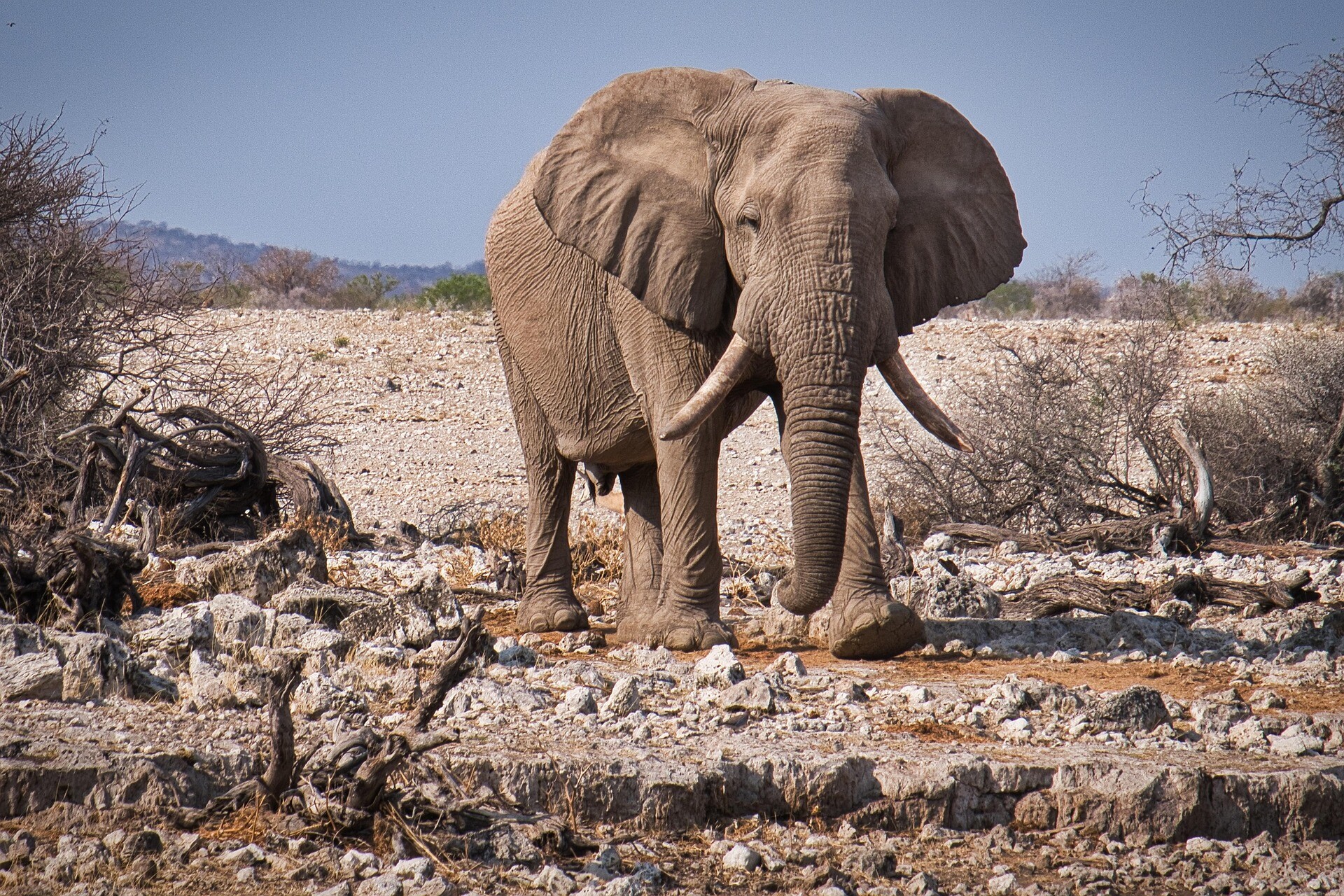 jbauer-fotographie-elephant-3832516_1920.jpg